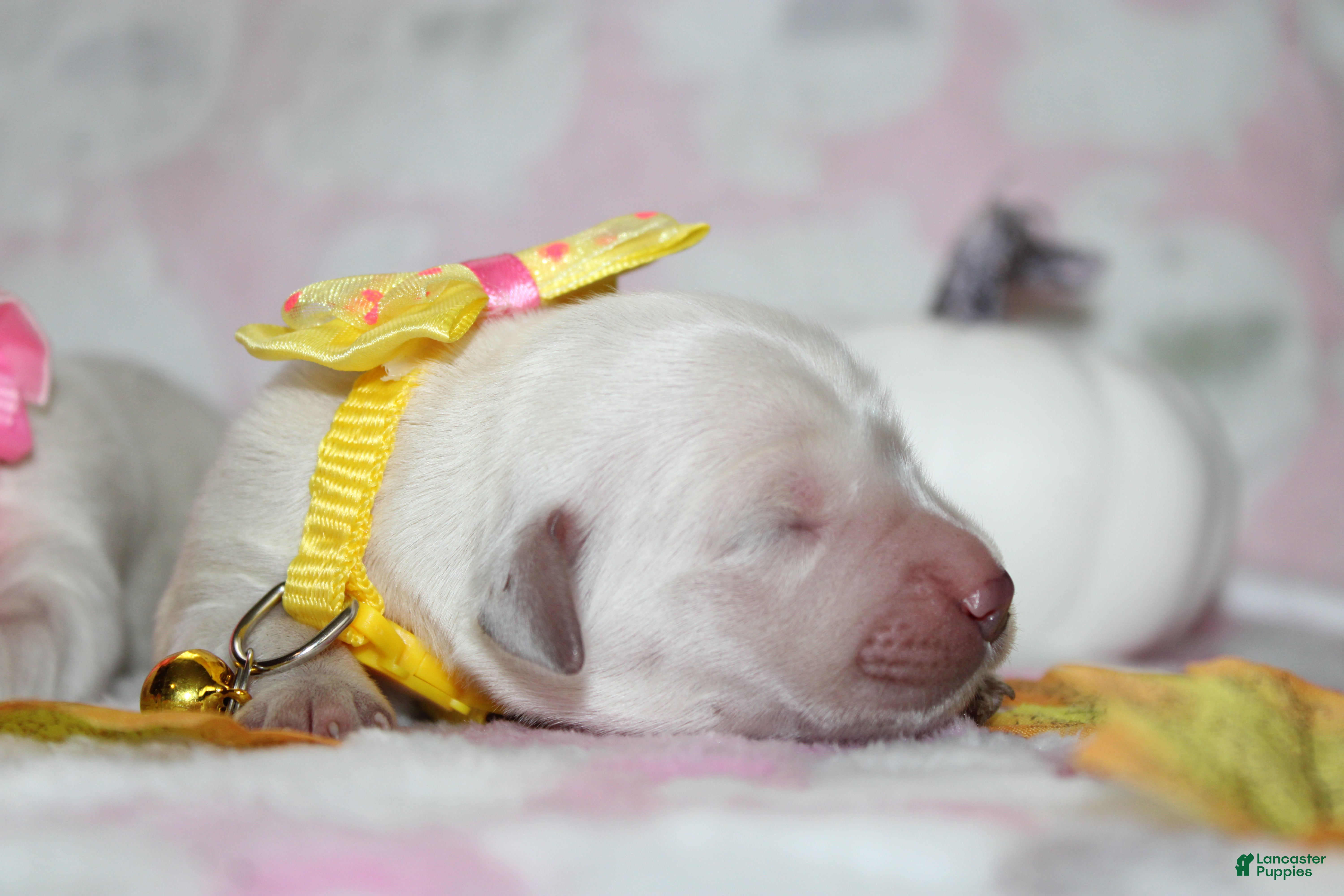 Golden Retriever dogs Daisy - Ad 22