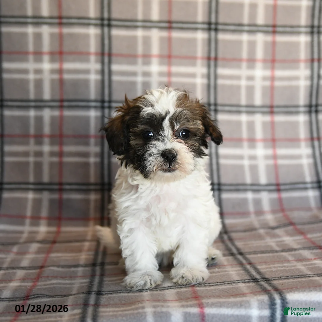 Mixed Breed dogs for sale: Quill - Ad 5