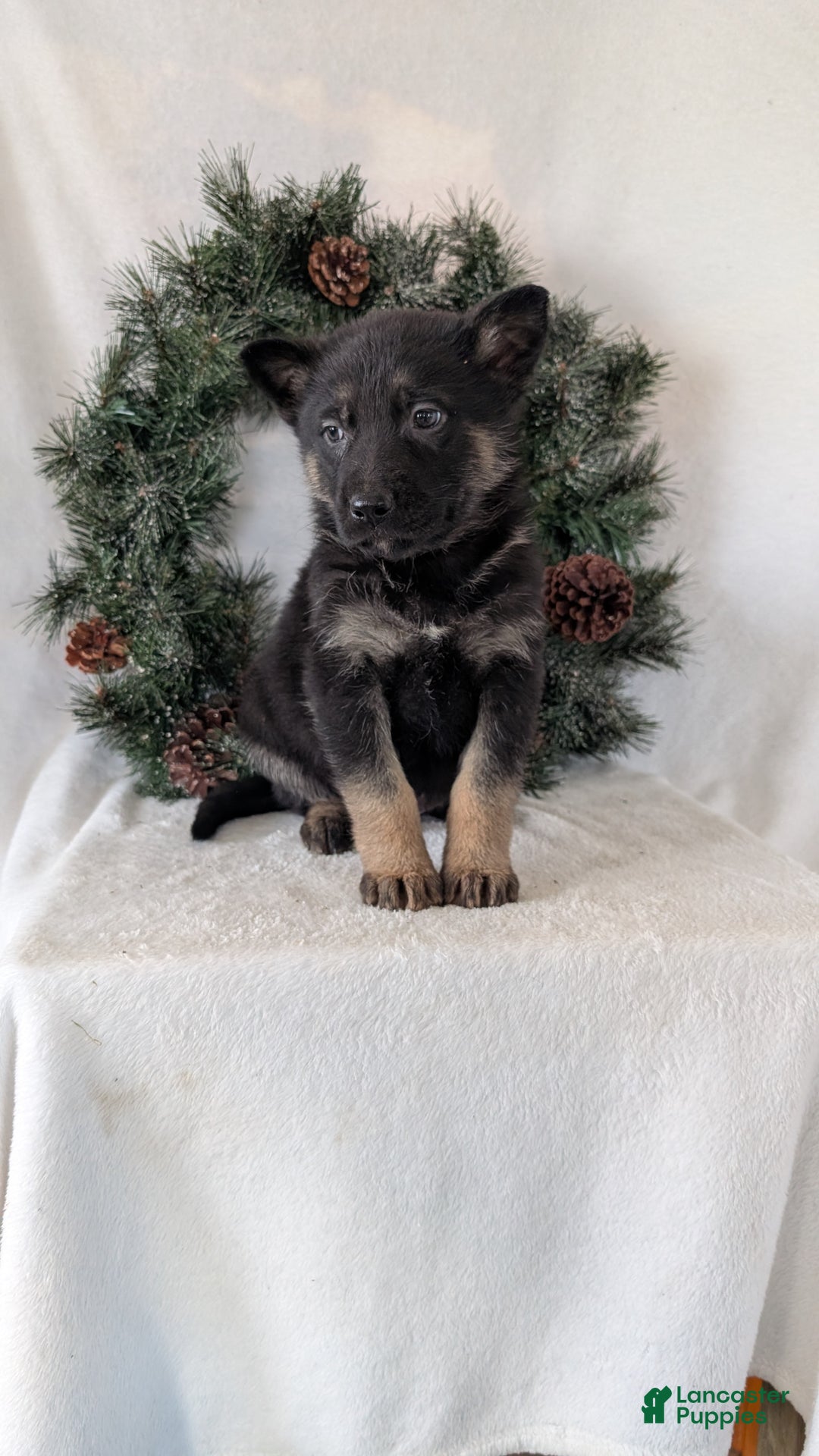 German Shepherd dogs for sale: Sara - Ad 9