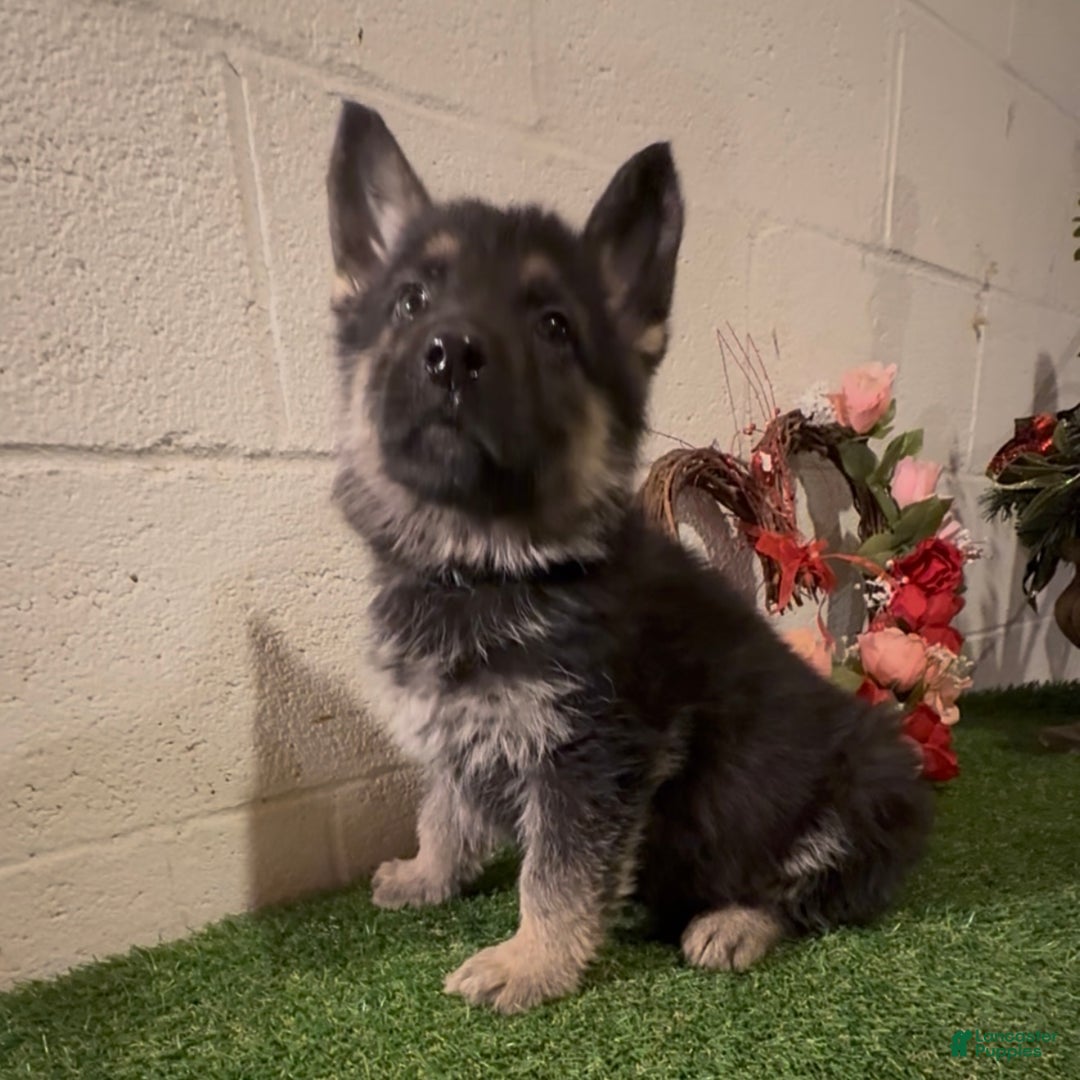 German Shepherd dogs for sale: SWAYZE - Ad 3
