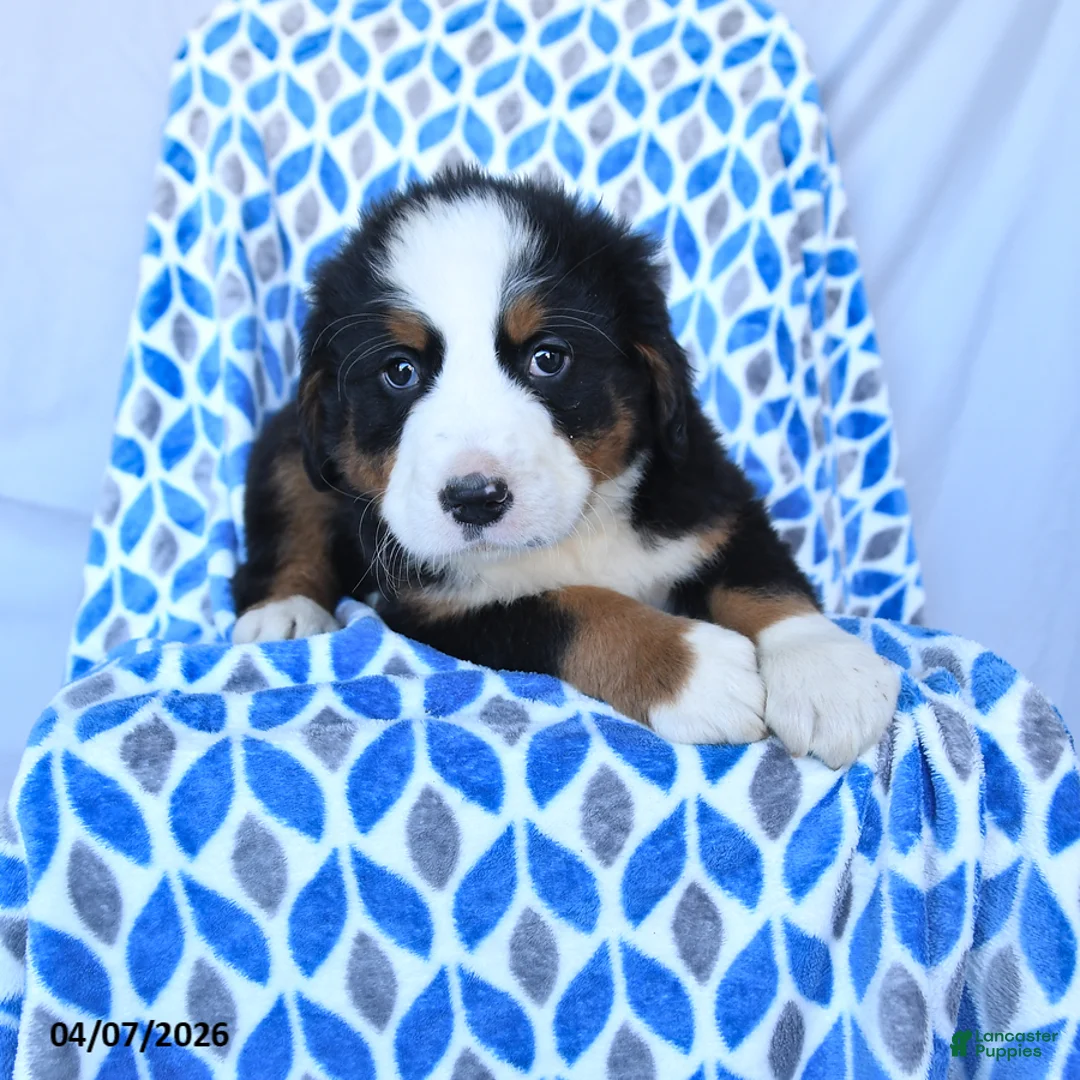 Bernese Mountain Dog dogs for sale: Jet - Ad 1