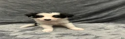 Border Collie dogs for sale: Maverick - Ad 8