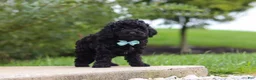 Cavapoo dogs for sale: Odin - Ad 5