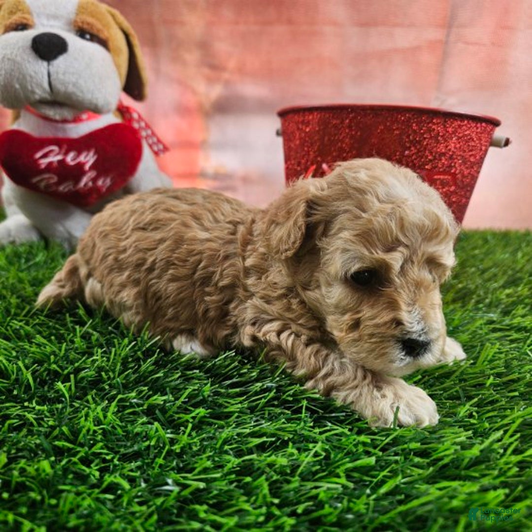 Toy Poodle dogs for sale: Timmy - Ad 2