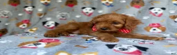 Cavapoo dogs for sale: Meeko - Ad 2