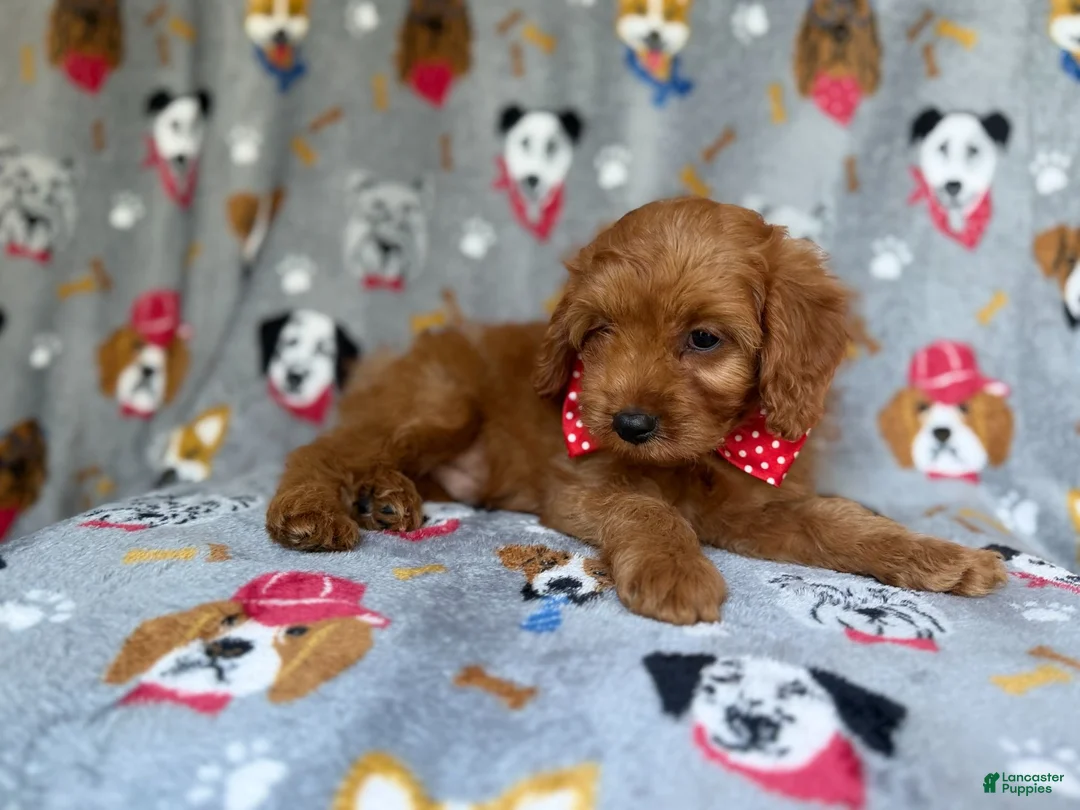 Cavapoo dogs for sale: Meeko - Ad 2