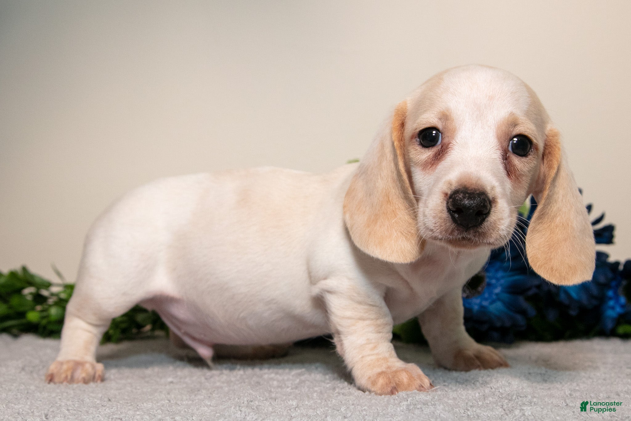 Miniature Dachshund dogs Sunny - Ad 2