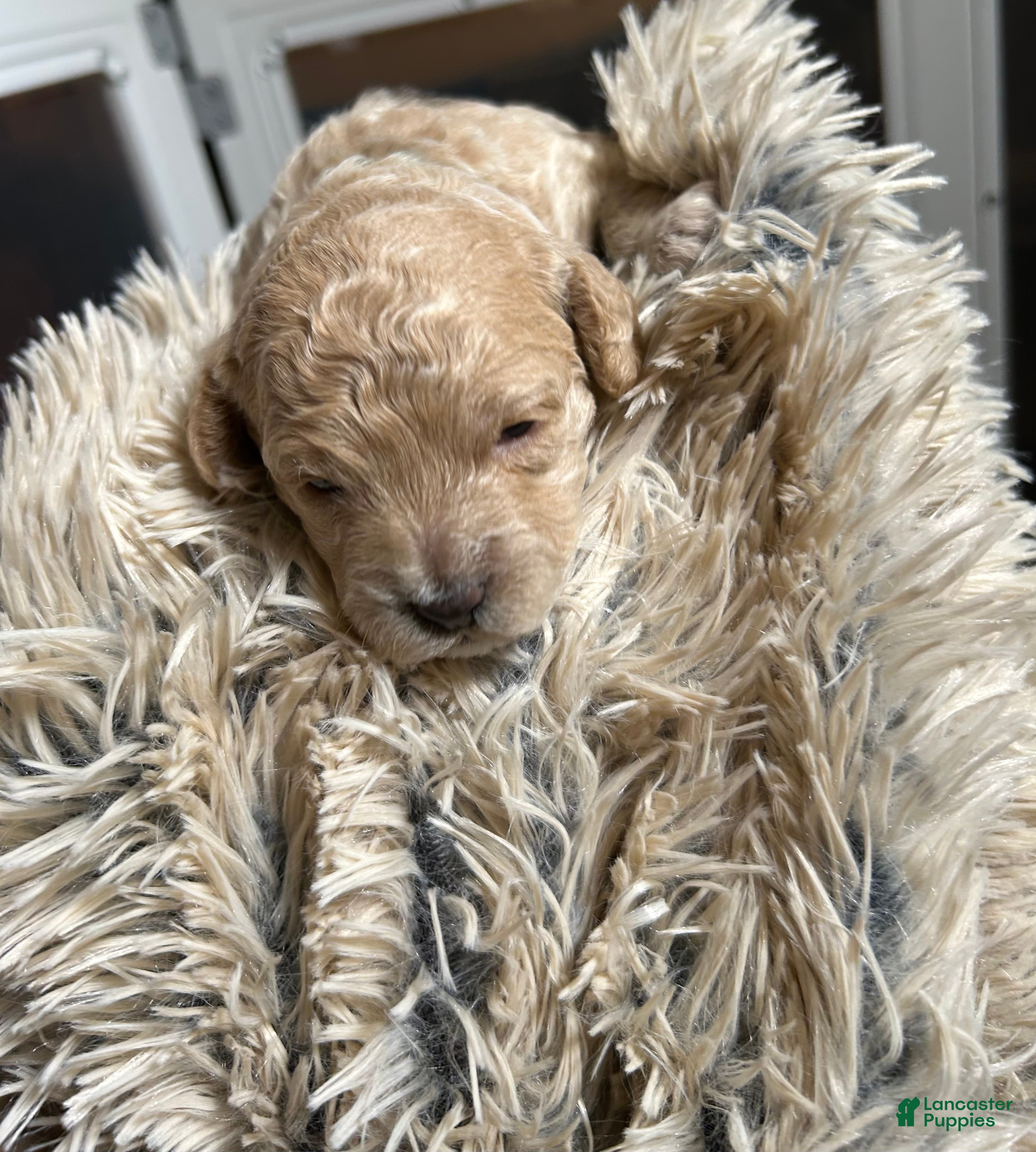 Mixed Breed dogs  3 - Ad 1