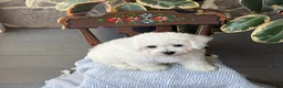 Bichon Frise dogs for sale: Jeffrey - Ad 2