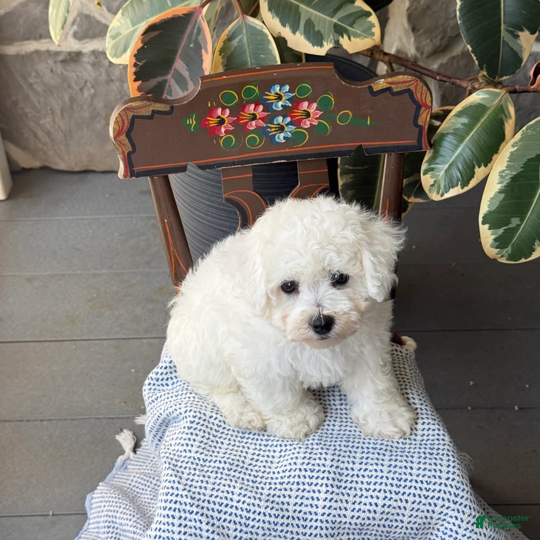 Bichon Frise dogs for sale: Jeffrey - Ad 2