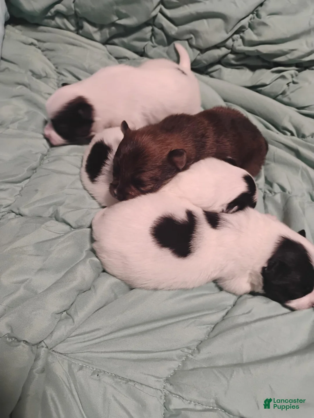 Pomeranian dogs for sale: Pomeranian 1 - Ad 2