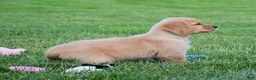 Golden Retriever dogs for sale: Honey - Ad 3