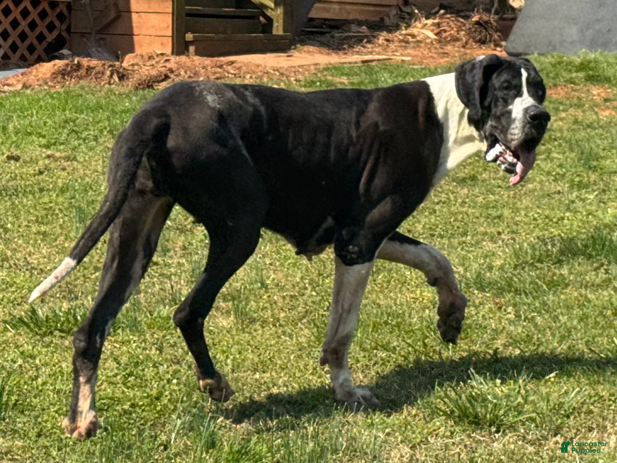 Dynasty Danes Zia Royale