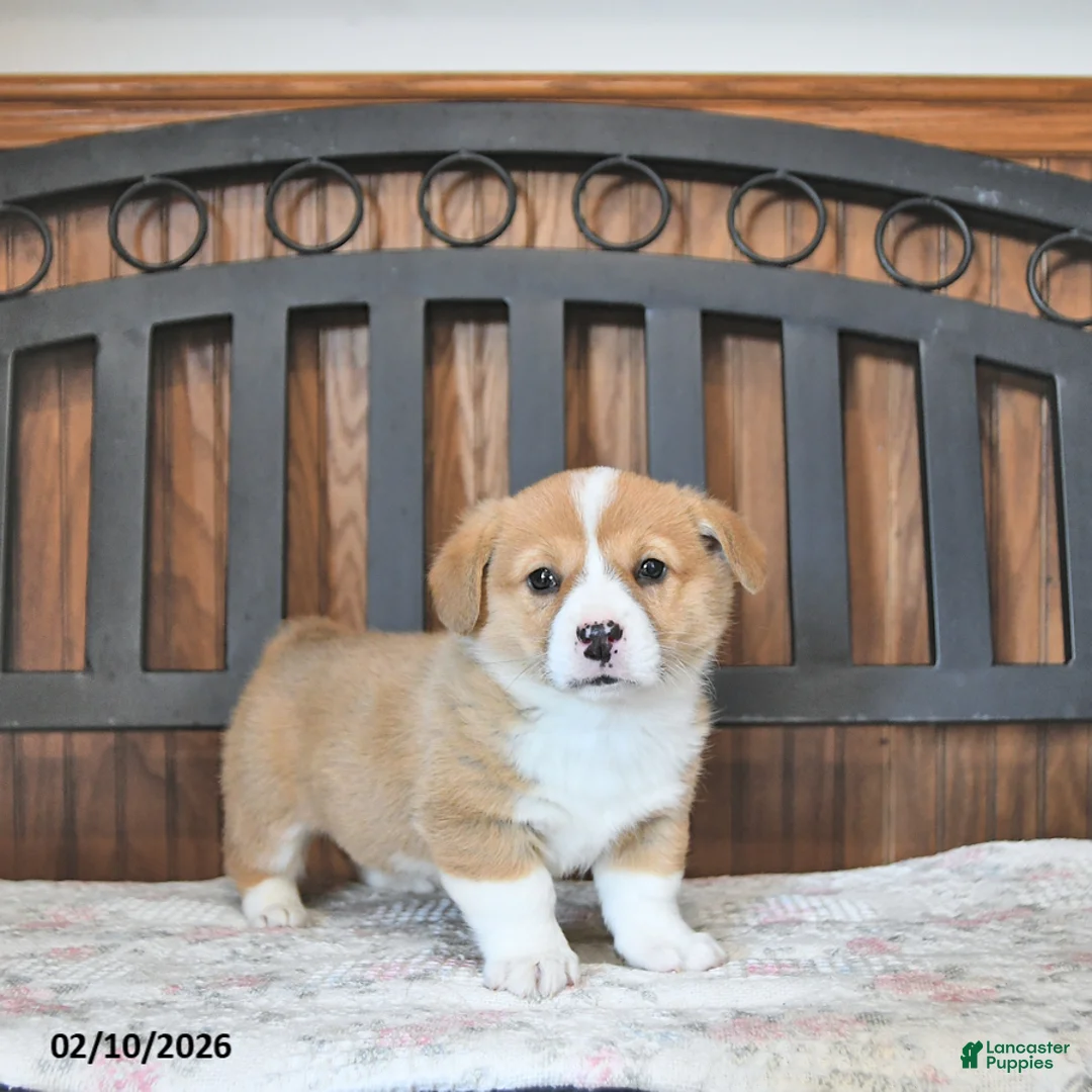 Welsh Corgi Pembroke dogs for sale: Tater - Ad 1