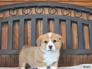 Welsh Corgi Pembroke dogs Tater - Ad 39