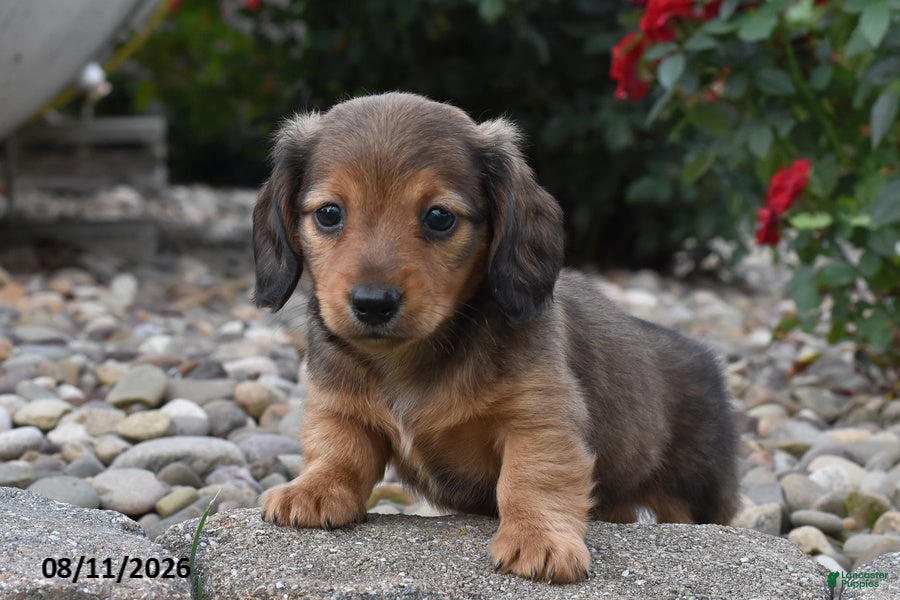 Miniature Dachshund dogs Chase - Ad 1