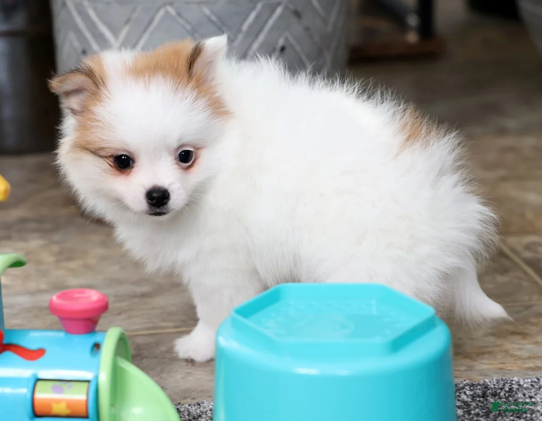 Pomeranian dogs for sale: Bella - Ad 6