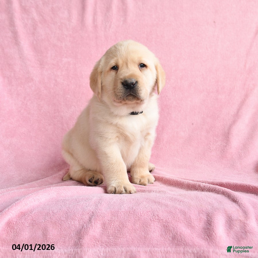 Labrador Retriever dogs for sale: Ike - Ad 2