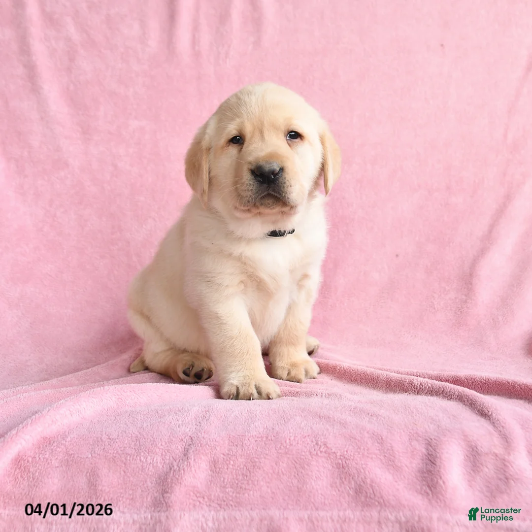 Labrador Retriever dogs for sale: Ike - Ad 1