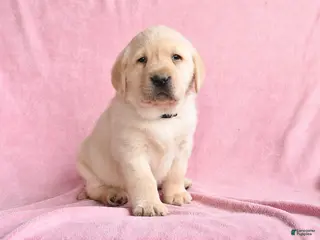 Labrador Retriever dogs for sale: Ike - Ad 2