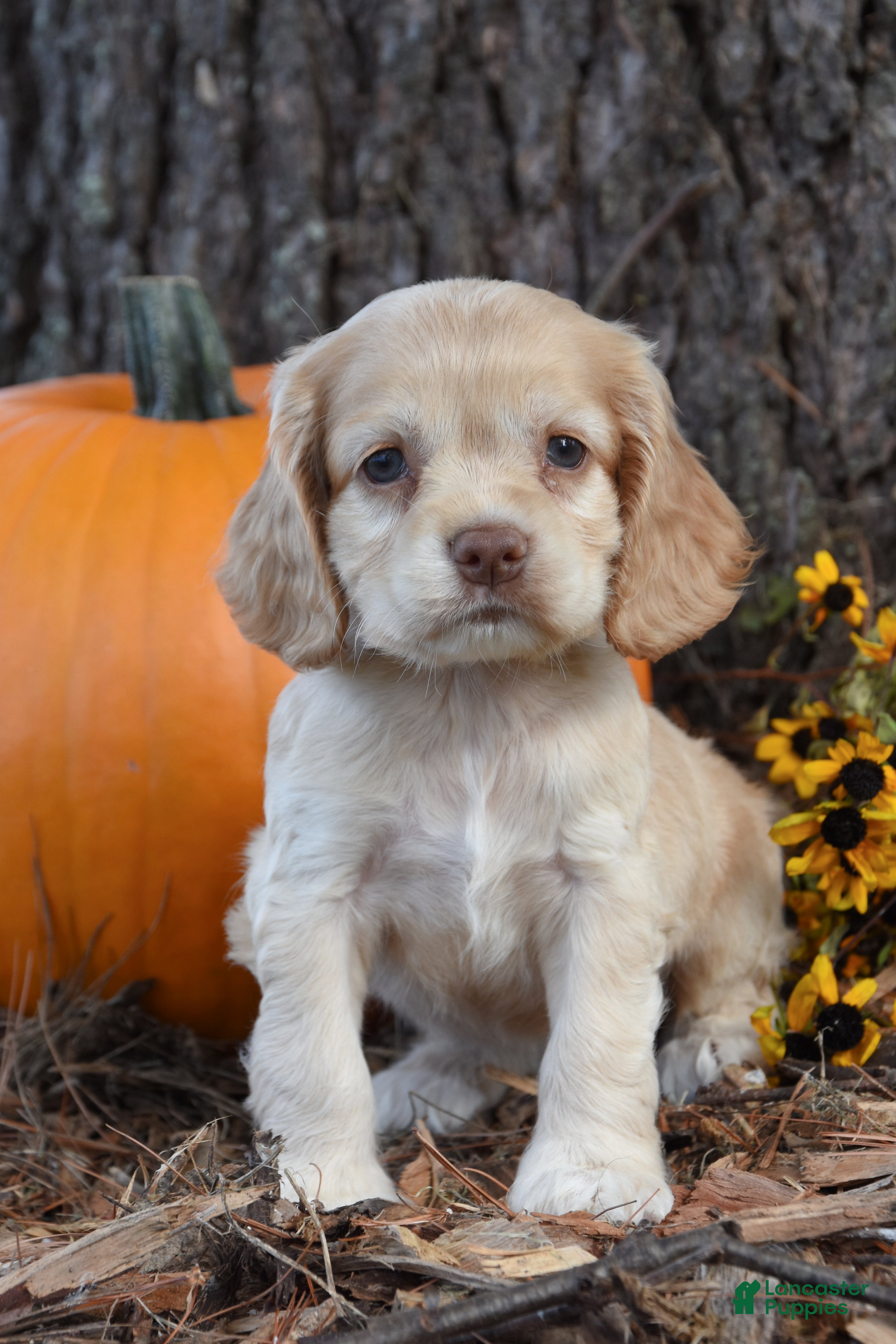 Cocker Spaniel dogs Marley - Ad 1