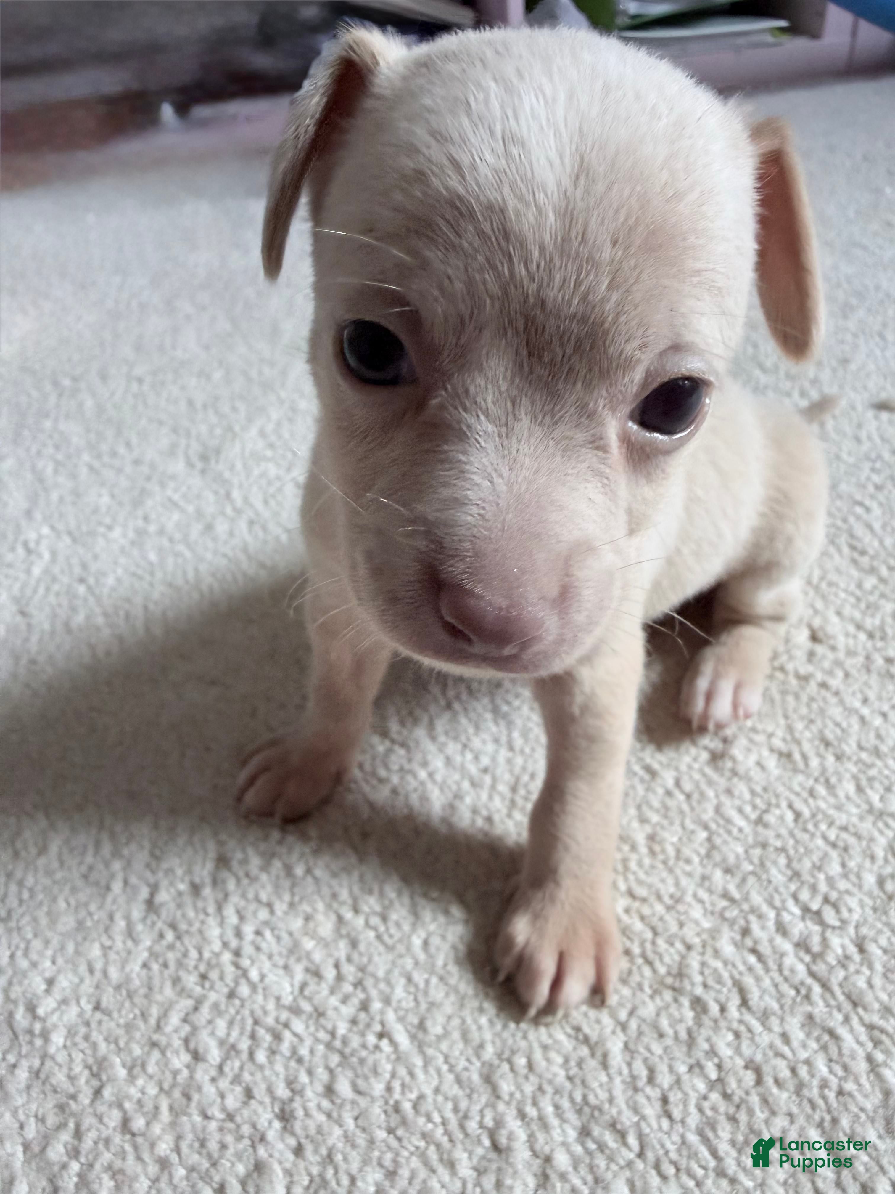 Pomchi dogs Cream - Ad 2
