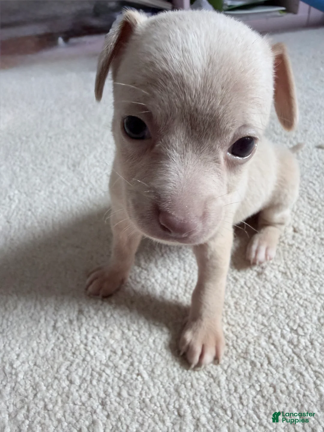 Pomchi dogs for sale: Cream - Ad 1