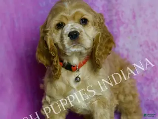 Cocker Spaniel dogs Nelson - Ad 30