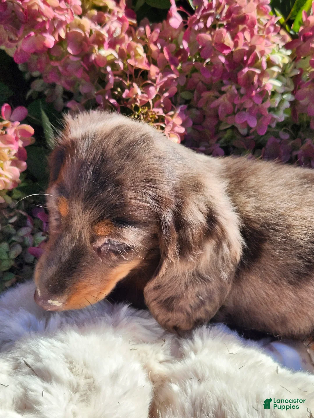 Miniature Dachshund dogs for sale: Espresso  - Ad 2