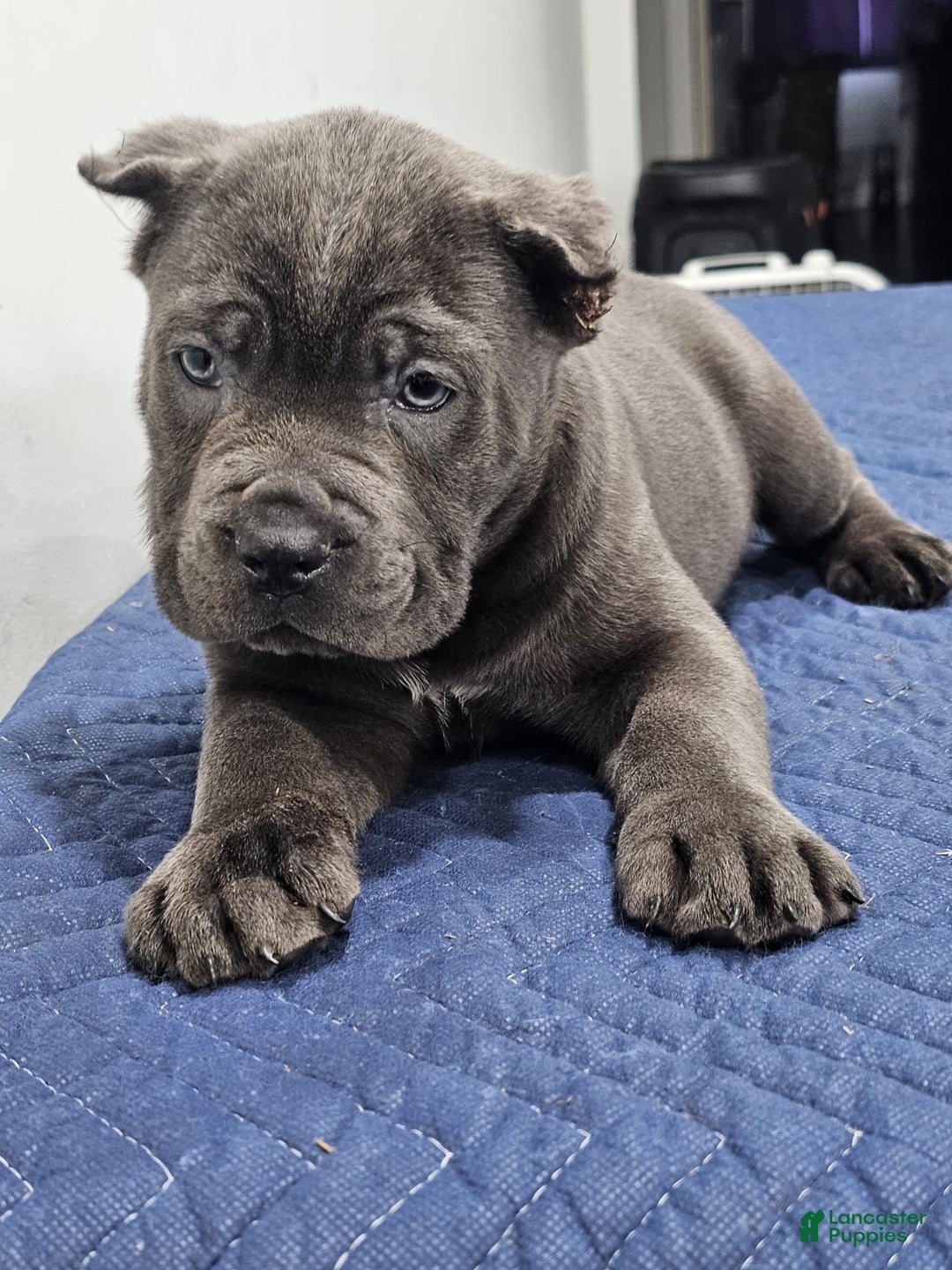 Cane Corso dogs for sale: BRUTUS - Ad 1