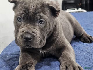Cane Corso dogs BRUTUS - Ad 8