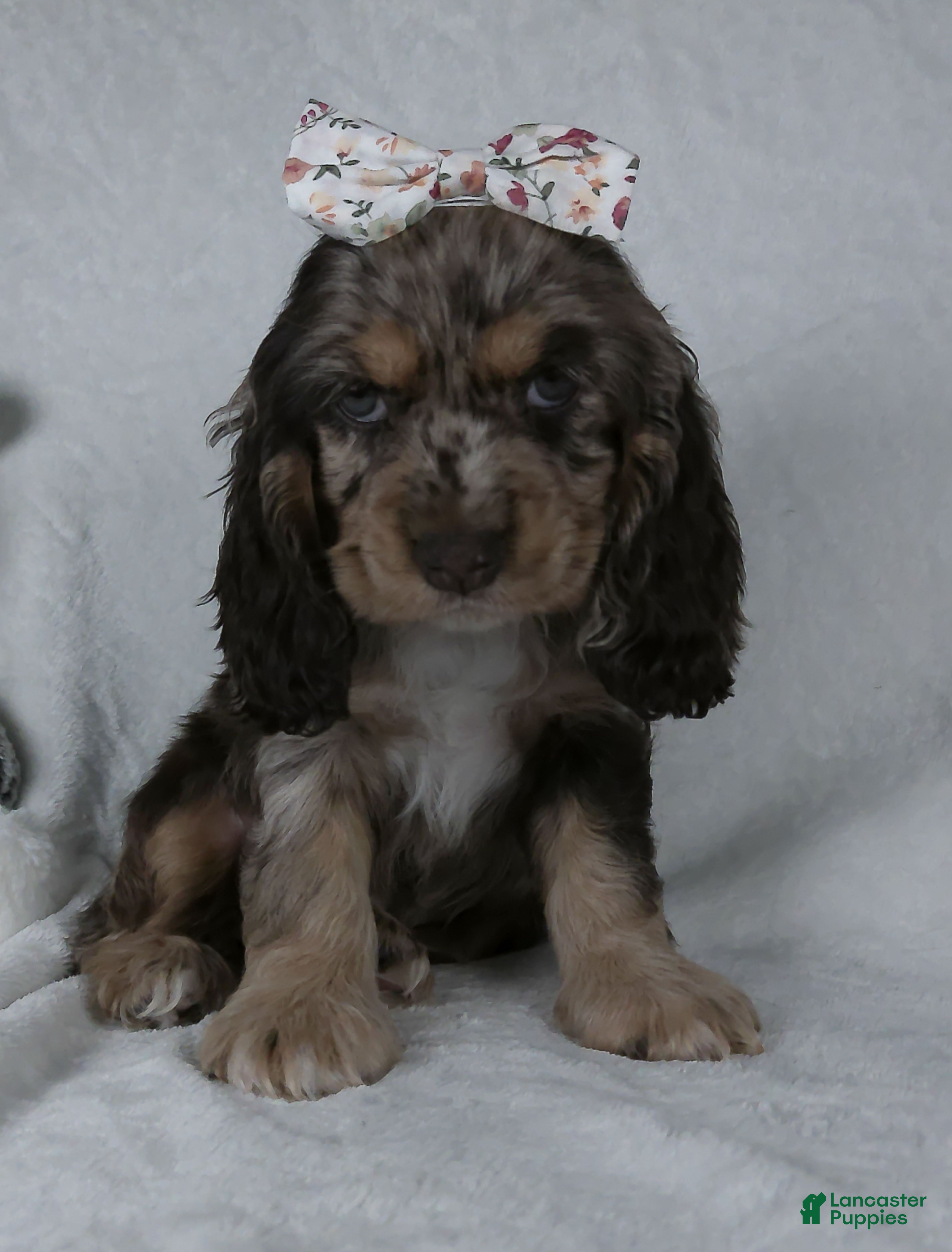 Cocker Spaniel dogs Iyla - Ad 2