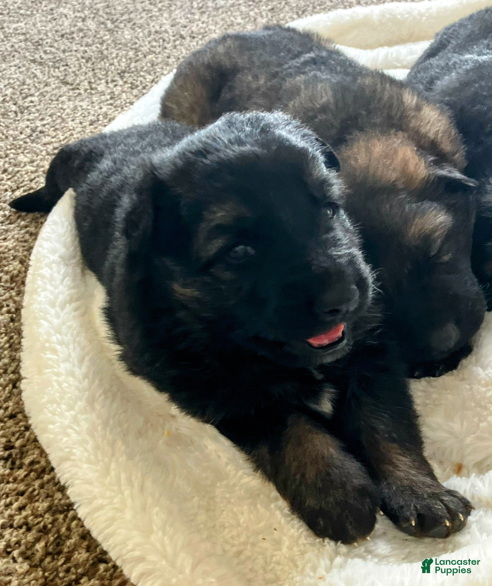 German Shepherd dogs ♥️SWEET DEZARAY ♥️ - Ad 5