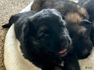 German Shepherd dogs ♥️SWEET DEZARAY ♥️ - Ad 35