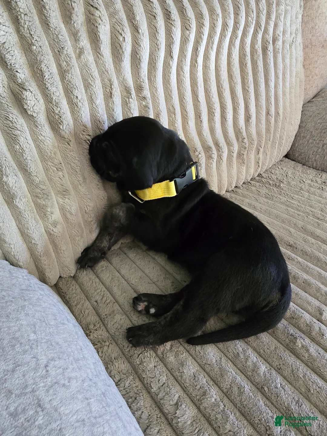 Mixed Breed dogs for sale: Yellow-Partial Brindle - Ad 2