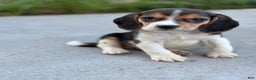 Beagle dogs for sale: Duke - Ad 7