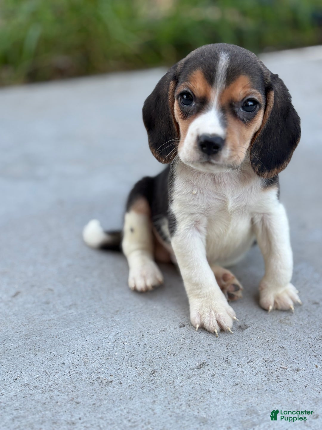 Beagle dogs for sale: Duke - Ad 7