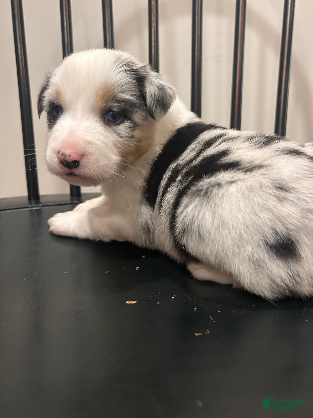 Australian Shepherd dogs for sale: Bluey  - Ad 3
