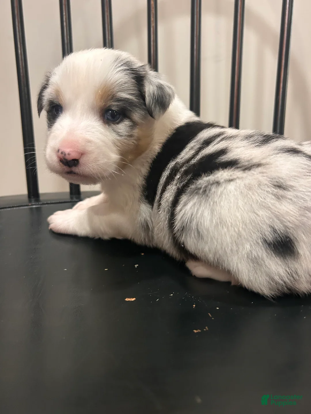 Australian Shepherd dogs for sale: Bluey  - Ad 3