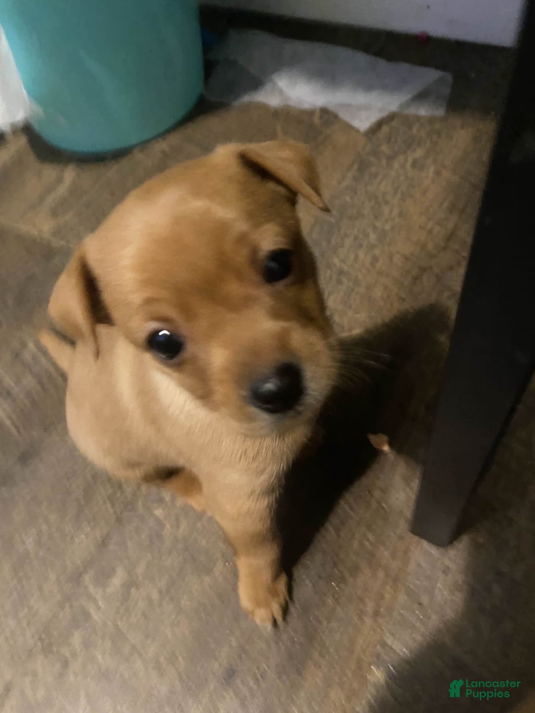 Gallery Image {{count}}