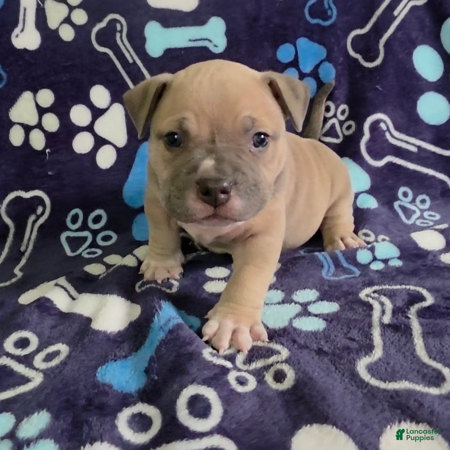 American Bully dogs Montana - Ad 1