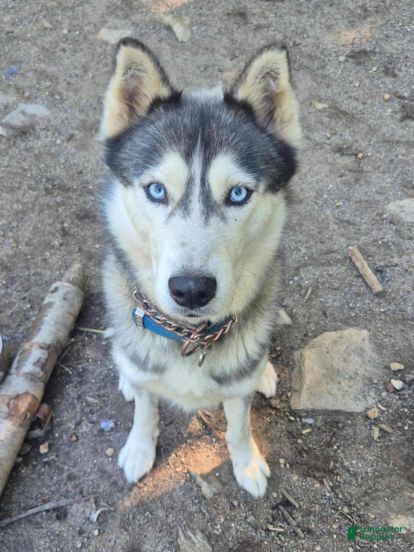 Siberian Husky dogs Keanu - Ad 2