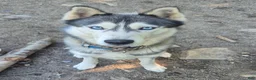 Siberian Husky dogs for stud: Keanu - Ad 2