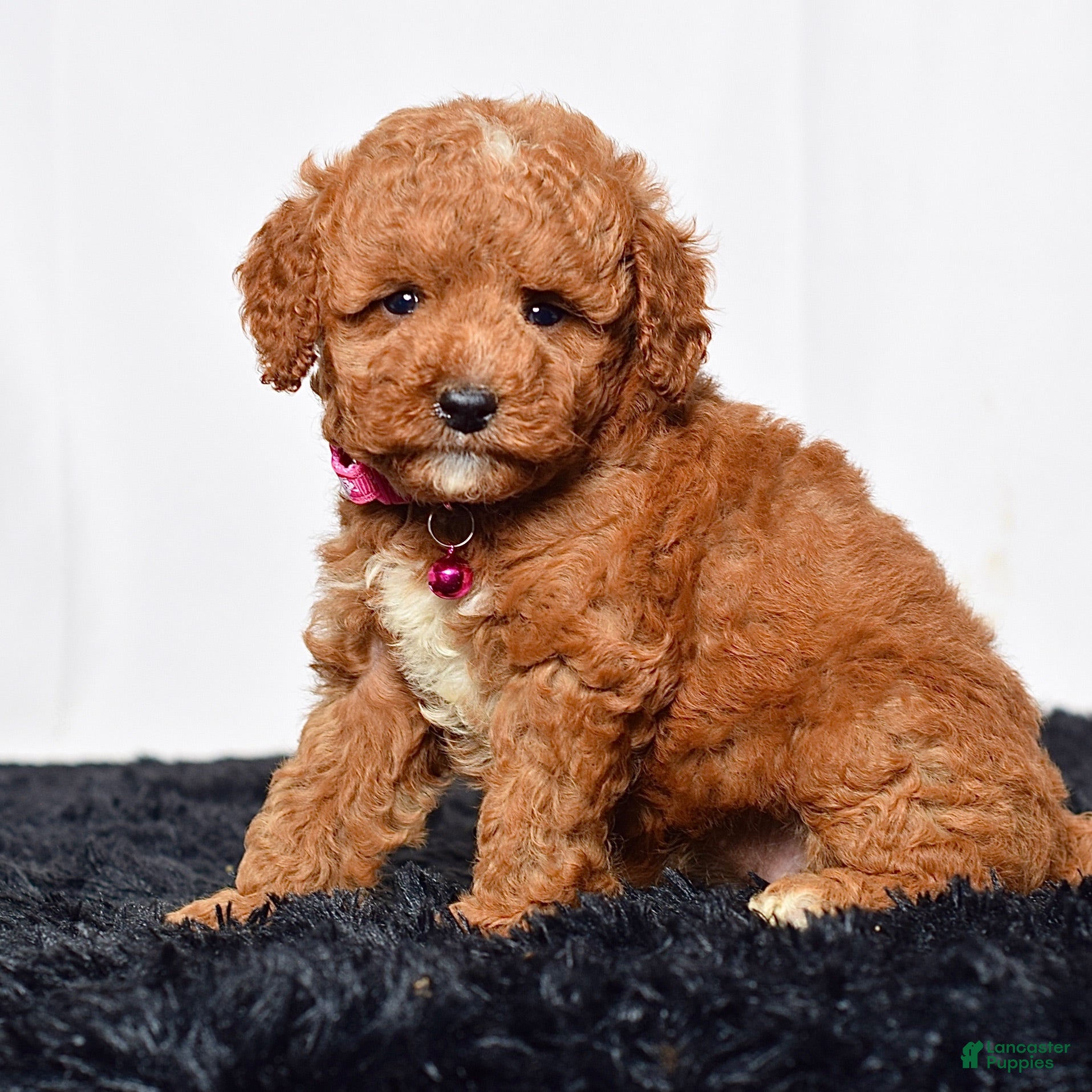 Mini Goldendoodle dogs Ms. Lacey - Ad 1