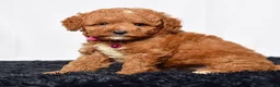Mini Goldendoodle dogs for sale: Ms. Lacey - Ad 1