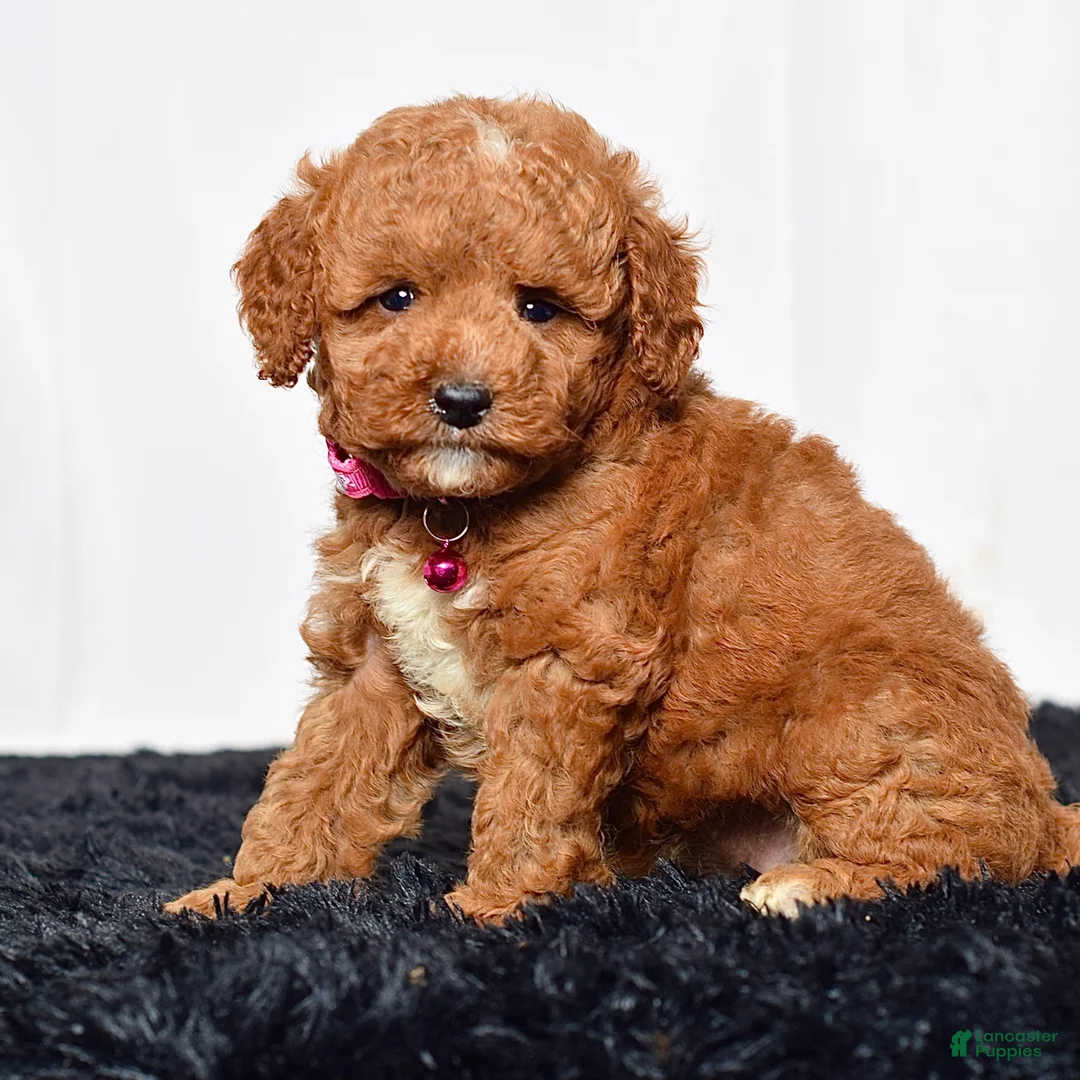 Mini Goldendoodle dogs for sale: Ms. Lacey - Ad 1