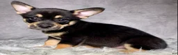 Mixed Breed dogs for sale: Mr. Bailey - Ad 8