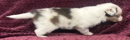 Shetland Sheepdog dogs for sale: Daisy - Ad 7