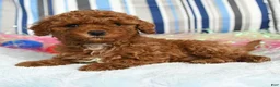 Miniature Poodle dogs for sale: Candy - Ad 2
