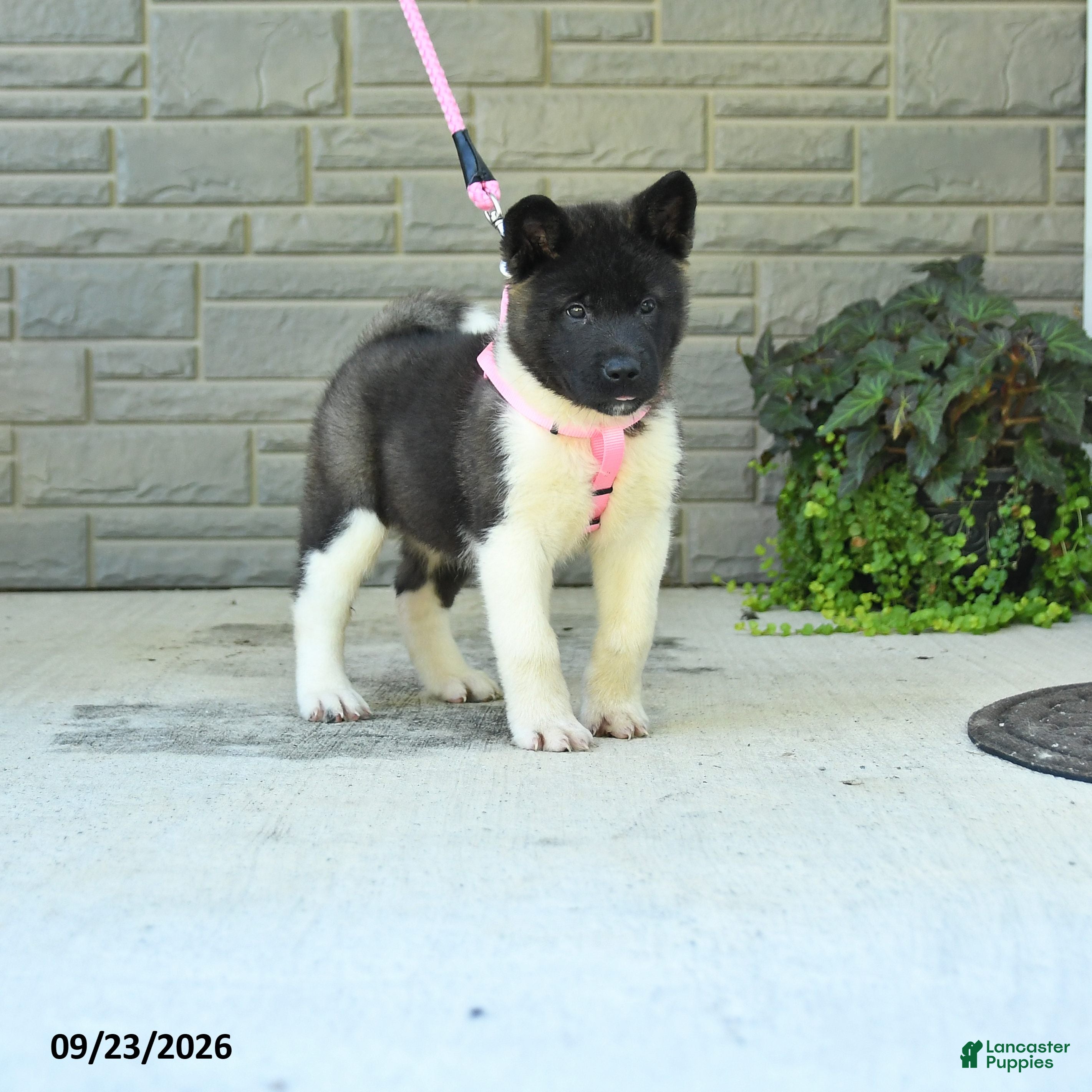 Akita dogs Nessie - Ad 2